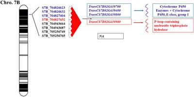 Identification and Validation of High LD Hotspot Genomic Regions Harboring Stem Rust Resistant Genes on 1B, 2A (Sr38), and 7B Chromosomes in Wheat